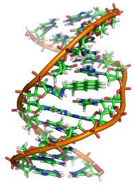 DNA virus