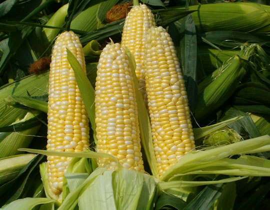 corn