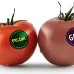 Dinh nghia sinh vat bien doi gen song lmo va sinh vat bien doi gen gmo