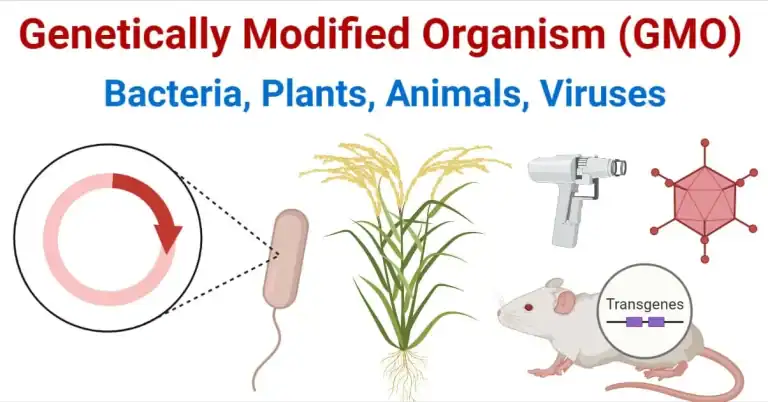 Genetically modified microorganisms